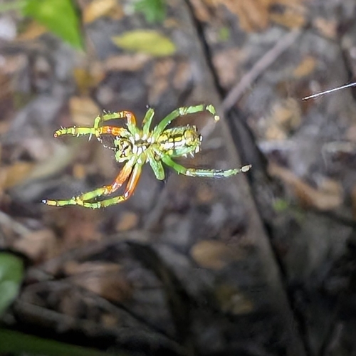 Alpaida truncata