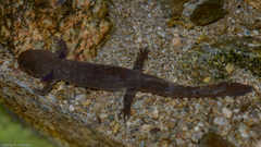 Dicamptodon aterrimus