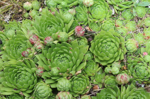 Rolling Hen-and-chicks