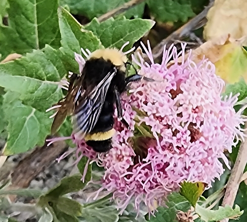 iNaturalist observation photo of Yellow-faced Bumble Bee
