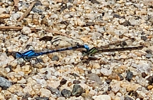 iNaturalist observation photo of Narrow-winged Damselflies