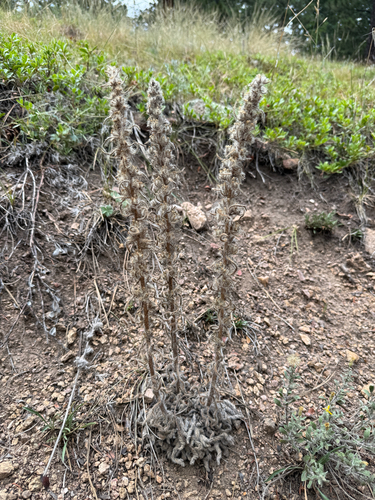 Oreocarya virgata
