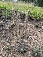 Oreocarya virgata