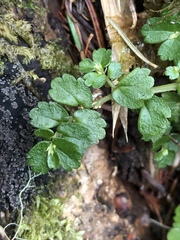 Elatostema obtusum trilobulatum