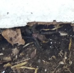 Porrhothele antipodiana