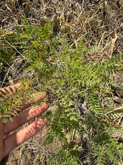 Amorpha nana