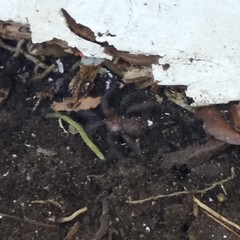 Porrhothele antipodiana