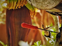 Phaethornis mexicanus