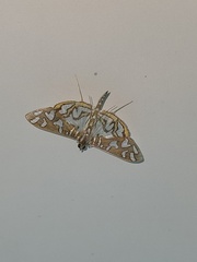 Nausinoe