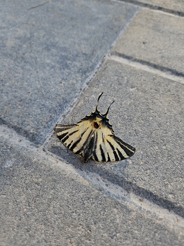 Scarce Swallowtail