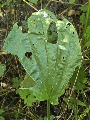 greater plantain