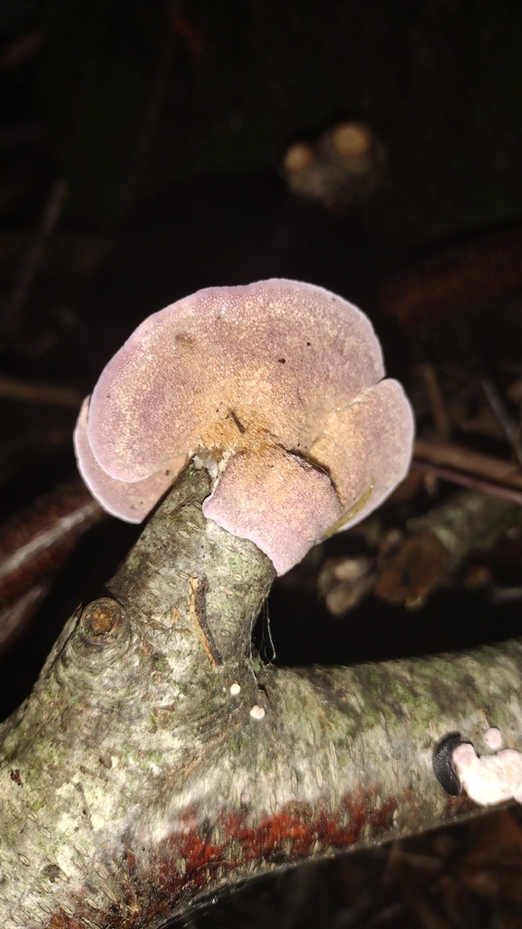 violet-toothed polypore · August 2026 · photo: Photo: no rights reserved · iNaturalist
