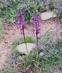 Orchis anatolica
