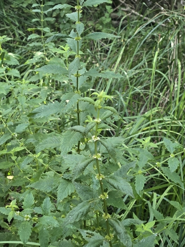 European water-horehound