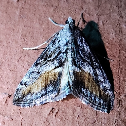 Brown-patched Evergestis photo 3