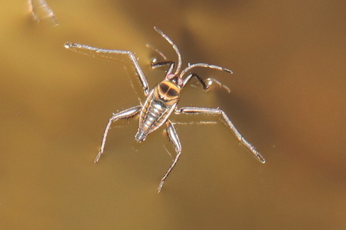 Rhagovelia australica observed 2026-08-07