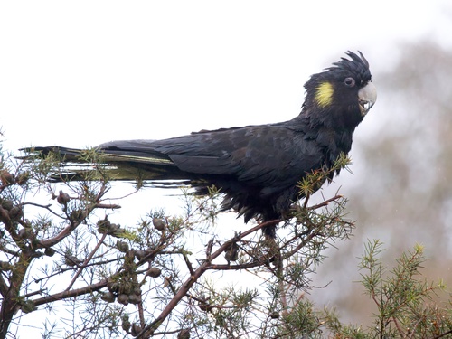 Yellow-tailed Black Cockatoo