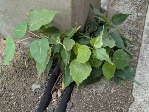 Ficus religiosa, 2026-08-11