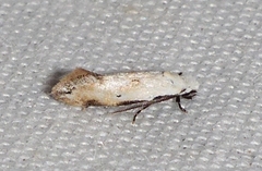 Mea skinnerella