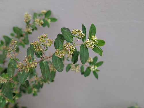 Euphorbia hypericifolia observed 2026-08-11