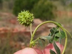 Medicago doliata