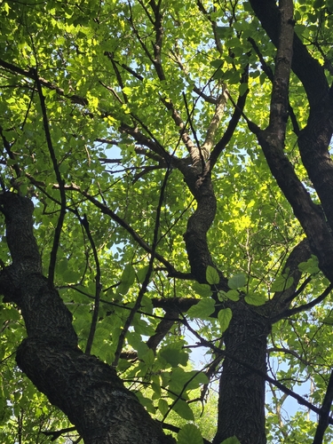 white mulberry