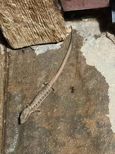 iNaturalist observation photo of Southern Alligator Lizard
