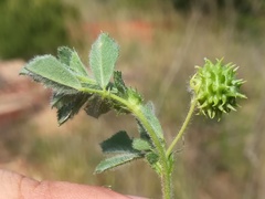 Medicago doliata