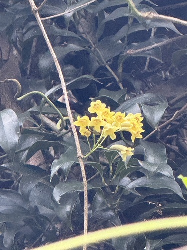 Pandorea floribunda, photograph 6