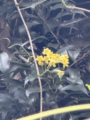 Pandorea floribunda, photograph author not stated, no rights reserved