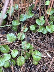 Pyrola morrisonensis