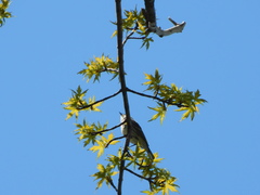 Setophaga coronata