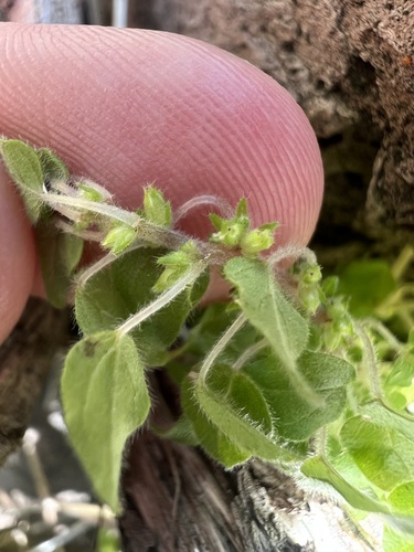 Parietaria hespera, photograph 3
