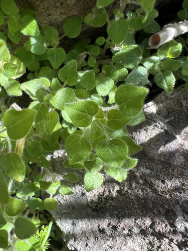 Parietaria hespera, photograph 2