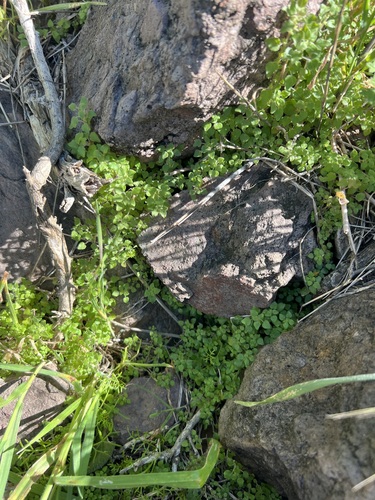 Parietaria hespera, photograph 5