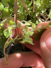 Parietaria hespera, photograph author not stated, no rights reserved