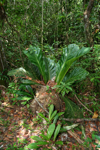 Anthurium jenmanii, photograph 1