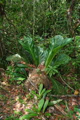 Anthurium jenmanii, photograph (c) Cody Hinchliff, some rights reserved (CC BY)