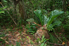 Anthurium jenmanii, photograph (c) Cody Hinchliff, some rights reserved (CC BY)