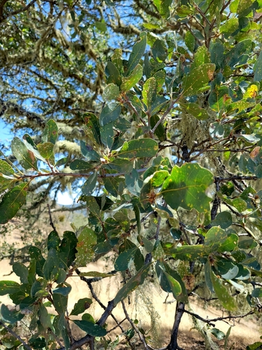 iNaturalist observation photo of Dumosae