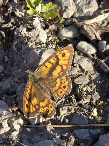 Wall Brown
