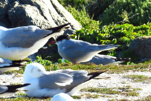 iNaturalist image