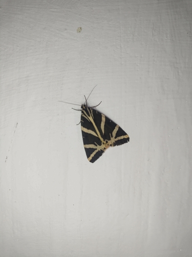 Jersey Tiger