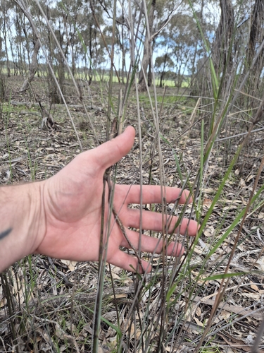 Austrostipa breviglumis