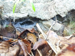 Porrhothele antipodiana