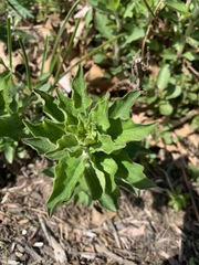 Lysimachia punctata