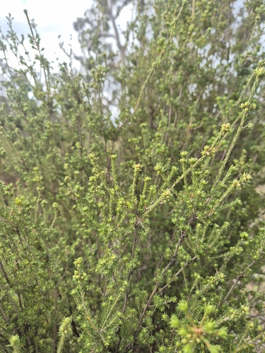 Fringe Myrtle