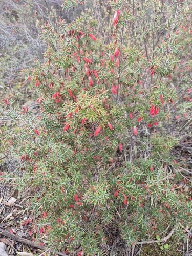 Flame Heath