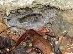 Porrhothele antipodiana