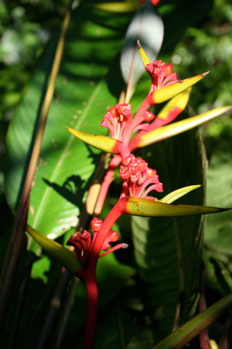 Heliconia richardiana